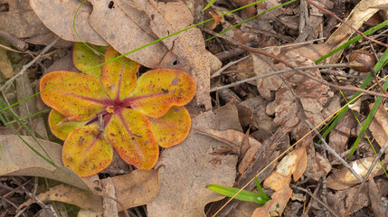 The flat rosette of the carnivorous plant Drosera collina close to Waroona in Western Australia, view from above