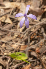 violet/pink flowered Cyanicula sp. close to Waroona in Western Australia