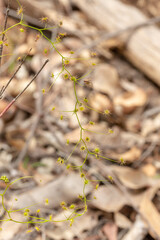 The upright growing Sundew Drosera pallida close to Waroona in Western Australia