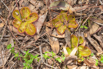 The flat rosette of the carnivorous plant Drosera collina close to Harvey in Western Australia, view from above