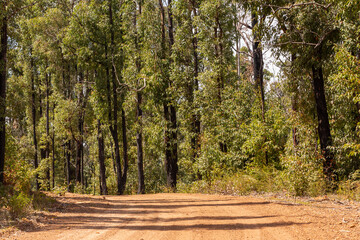 Gravel Road through a forest close to the Lake Navarino near Harvey in Western Australia