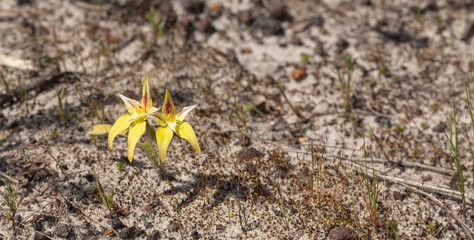 The amazing yellow flower of the Spider Orchid Caladenia flava close to Lake Navarino near Harvey in Western Australia, frontal view