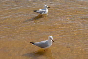 Fototapeta na wymiar Silver Gull in the Harbor of Mandurh, Western Australia