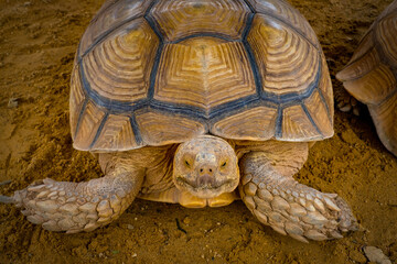 Close up texture of head and shell of African spurred tortoise use for animal and environmental...