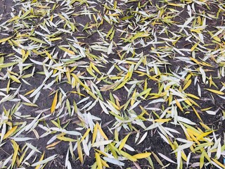 fallen willow leaves on the ground 