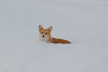 Fototapeta premium Photo of a dog (welsh corgi pembroke puppy) in the snow looking at the camera