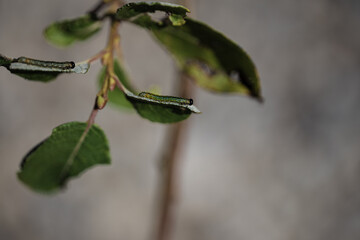 Beautiful caterpillar creeps on big green leaf in a forest habitat

