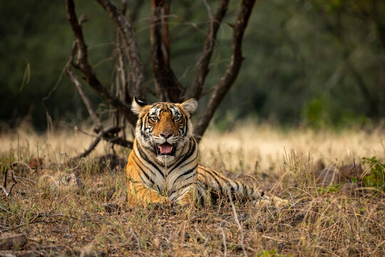 Wild female royal bengal tiger resting in natural green background at ranthambore national park or tiger reserve rajasthan india - panthera tigris tigris
