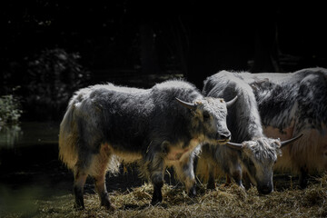 Fototapeta premium Agriculture industry, farming and animal husbandry concept - herd of grey cows eating hay in cowshed on dairy farm