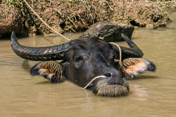 Water buffalo (Bubalus arnee), Vietnam, Asia