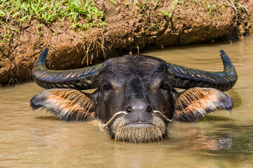 Water buffalo (Bubalus arnee), Vietnam, Asia