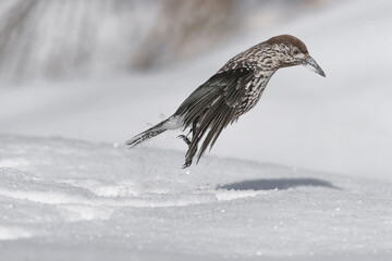 Looking for food, portrait of Spotted Nutcracker on snow (Nucifraga caryocatactes)