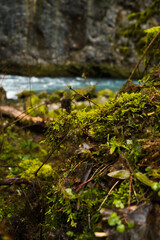 Green moss close-up in the forest