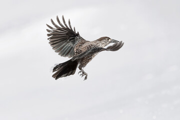 Northern nutcracker in flight on snow (Nucifraga caryocatactes)