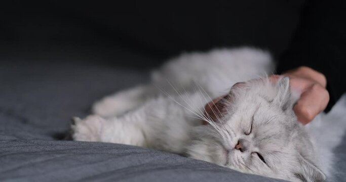 close up hand doing massage on chinchilla cat on bed