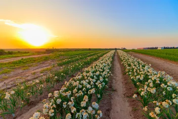 Keuken foto achterwand A field with rows of daffodils for sale, the Israeli winter at sunset © yosefhay