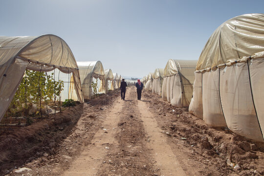 Greenhouse farming in Jordan Valley