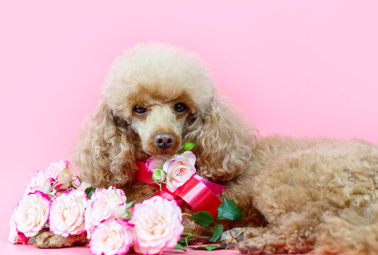 Valentine's day dog, apricot poodle with a ribbon around its neck and a bouquet of pink roses on a pink background