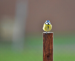 blue tit perched on a wooden pole
