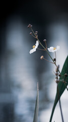 simple white flower on a blurred lake