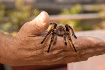 A spider tarantula crawling on a mans hand