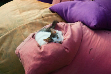 Cat In Front Of A Cafe, Closed Because Of Covid19 Virus.