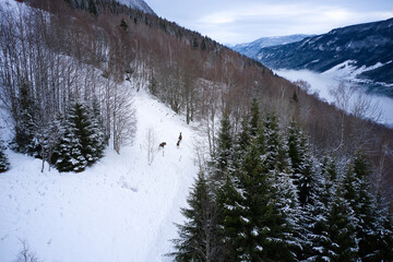 Moose in the cold Norwegian winter forest. Shot above with a drone. The animal did not care about the drone flying above them. 