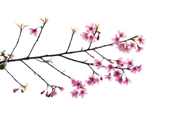 Fototapeta premium Cherry blossom flower in blooming with branch isolated on white background for spring season