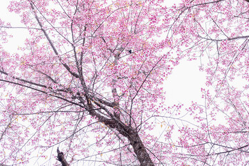 Fototapety  Kwitnące drzewa wiśniowe, różowe drzewo kwiatowe sakura