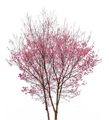 Obraz na płótnie Canvas Pink sakura flower cherry tree isolated on white background.