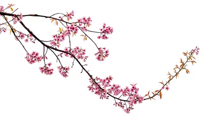 Foto op Canvas Cherry blossom flower in blooming with branch isolated on white background for spring season © AungMyo