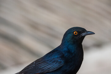 Pale Winged Starling, a Black Bird with Orange Eyes in Namibia Close Up