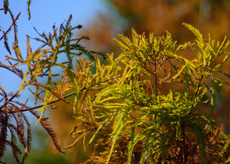 green orange and yellow plant life against a blue sky
