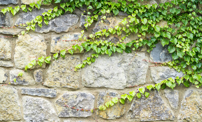 Old stone wall with ivy as background
