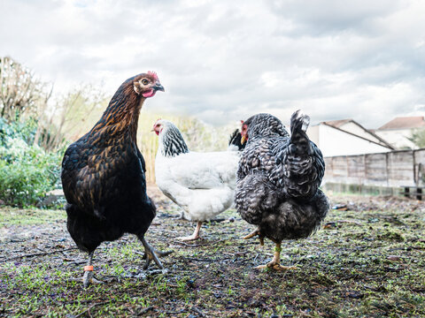 Farmyard in winter time. Three laying hens of the Marans, Sussex and Coucou de Rennes breeds