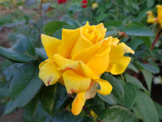 beautiful yellow rose flower in garden