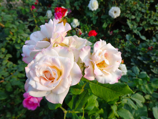 Obraz na płótnie Canvas beautiful white rose flower in garden