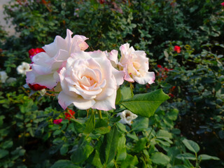 beautiful white rose flower in garden