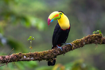 Wildlife from Costa Rica, tropical bird. Toucan sitting on the branch in the forest, green vegetation. Nature travel holiday in central America. Keel-billed Toucan, Ramphastos sulfuratus.