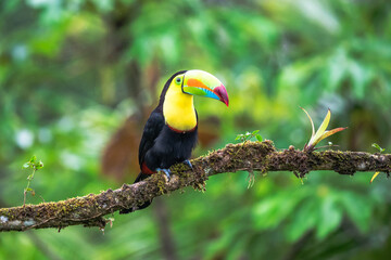 Wildlife from Costa Rica, tropical bird. Toucan sitting on the branch in the forest, green vegetation. Nature travel holiday in central America. Keel-billed Toucan, Ramphastos sulfuratus.