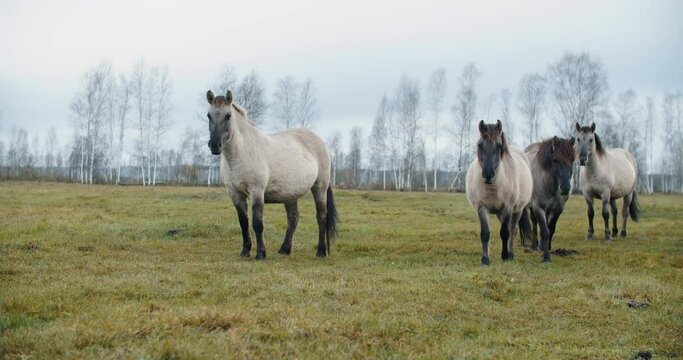 Wild tarpans walk the field in autumn. Against the background of the forest and sky. High quality 4k footage