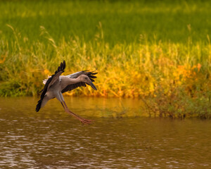White stork in the water