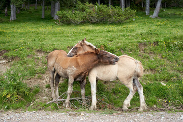 Potros, yeguas y percheron