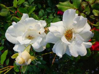 beautiful white rose flower in garden