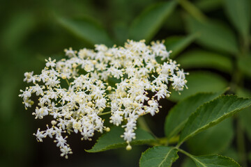 Holunderblüte (elderflower)