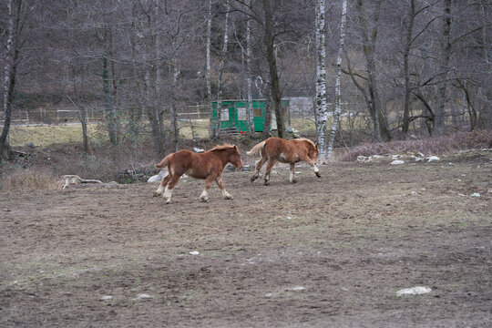 Potros, yeguas y percheron