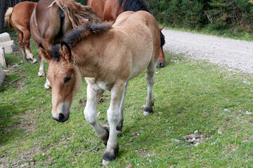 Potros, yeguas y percheron