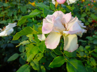 beautiful white rose flower in garden