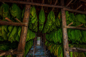 Tobacco leaves hanging in drying shed
