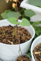 Close-up of green bean seedlings.